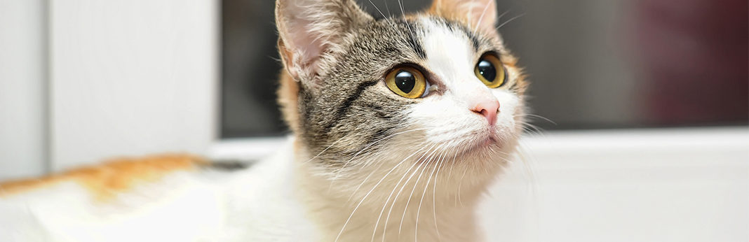 japanese bobtail cats