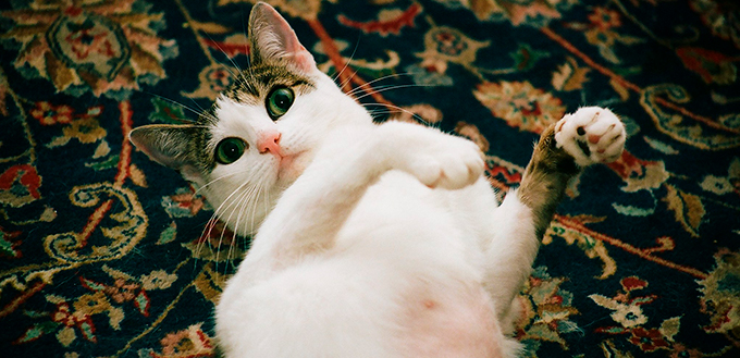 Japanese bobtail-cat lying on the floor