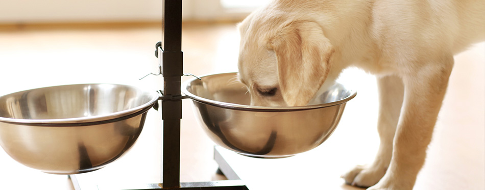 Labrador dog eating food