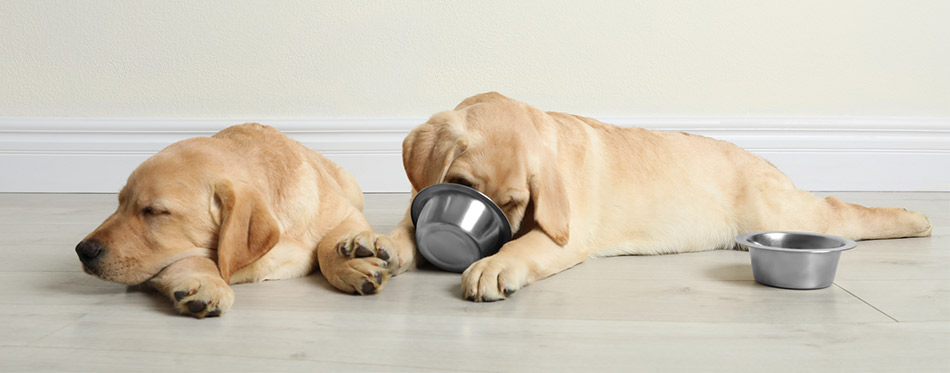 Labrador puppies with feeding bowls