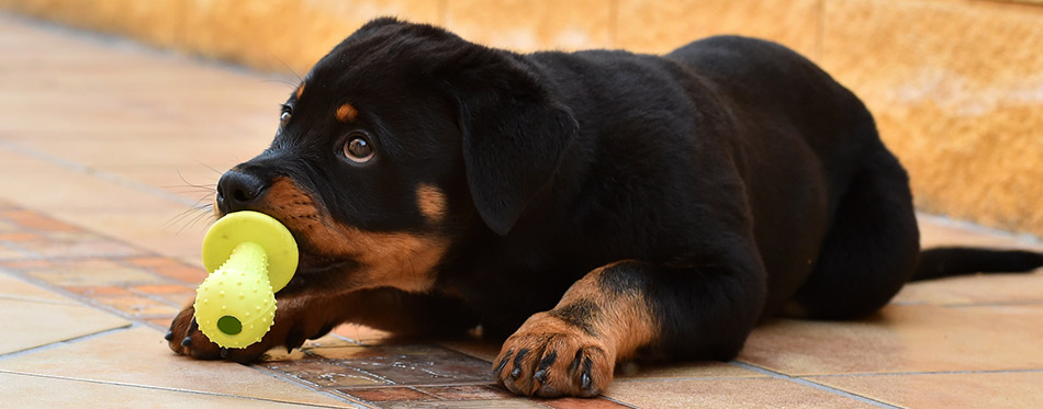 Little rottweiler with a toy