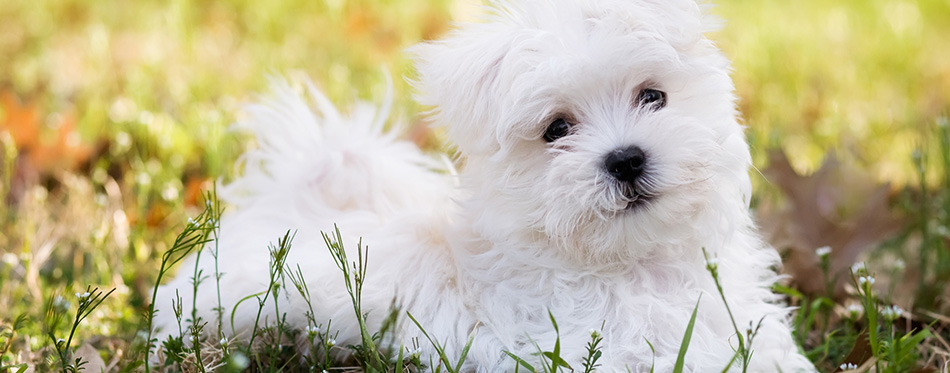 Maltese Puppy