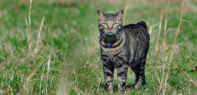 Manx Cat