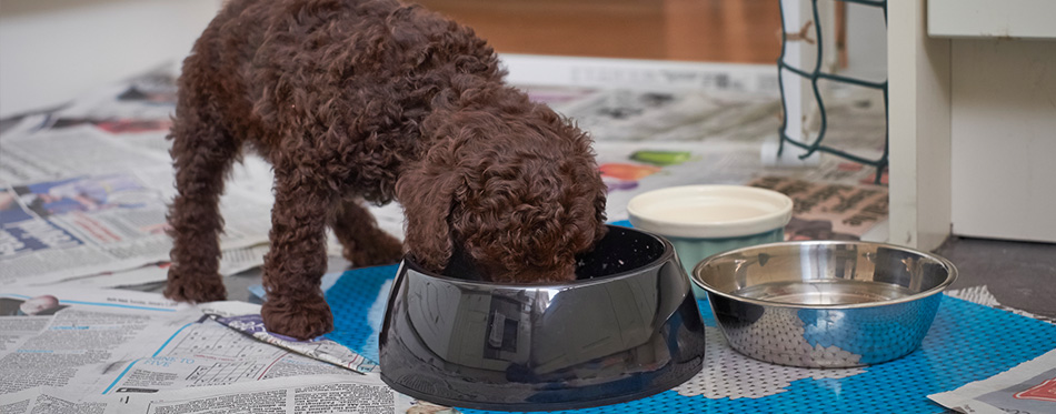 Miniature Poodle Puppy