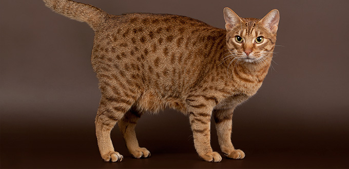 Ocicat male cat