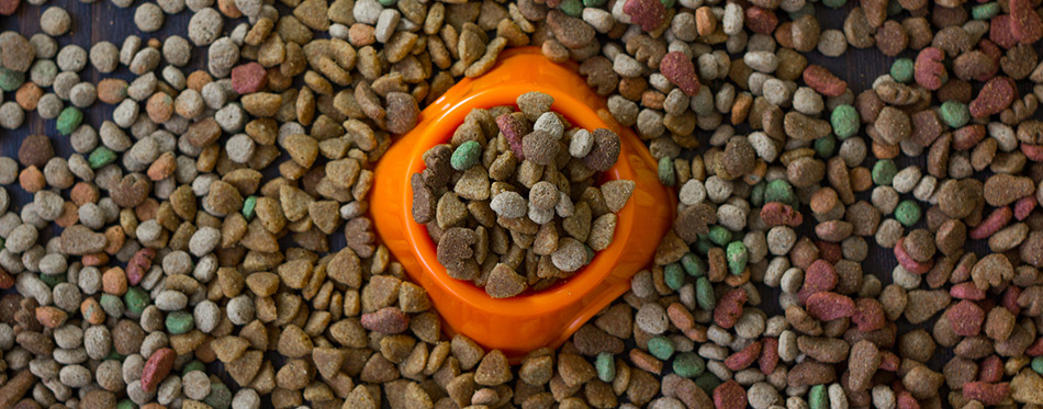 Plastic bowl with dog food