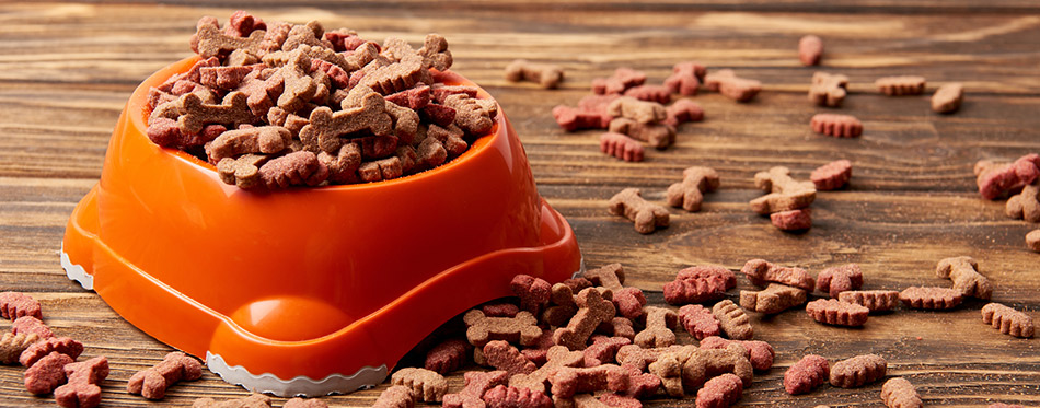 Plastic bowl with dog food