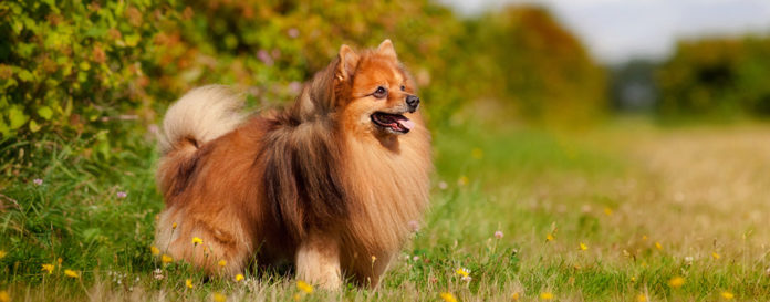 The Best Dog Food for Pomeranians in 2022 | My Pet Needs That