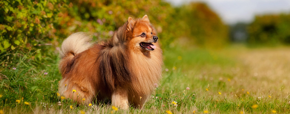 Pomeranian dog on the field