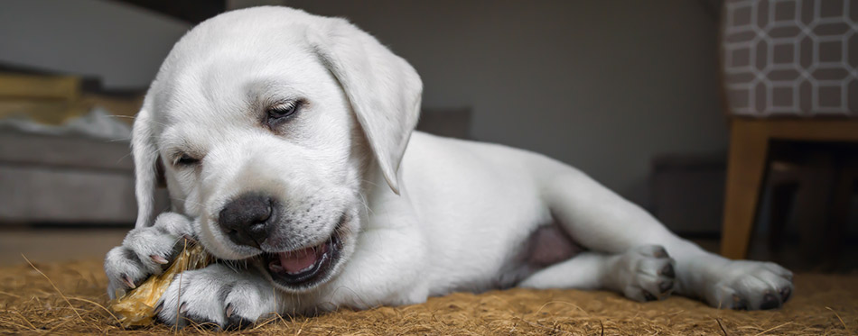 Puppy eating bone