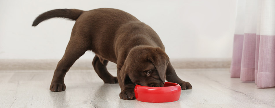 Puppy eating food from a bowl