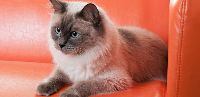 Ragdoll Cat