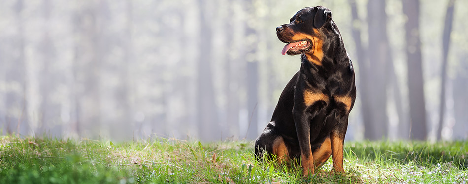 Rottweiler dog sitting in the grass