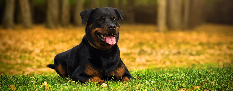 Rottweiler in the grass