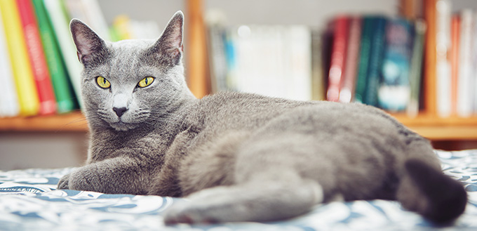 Russian blue cat