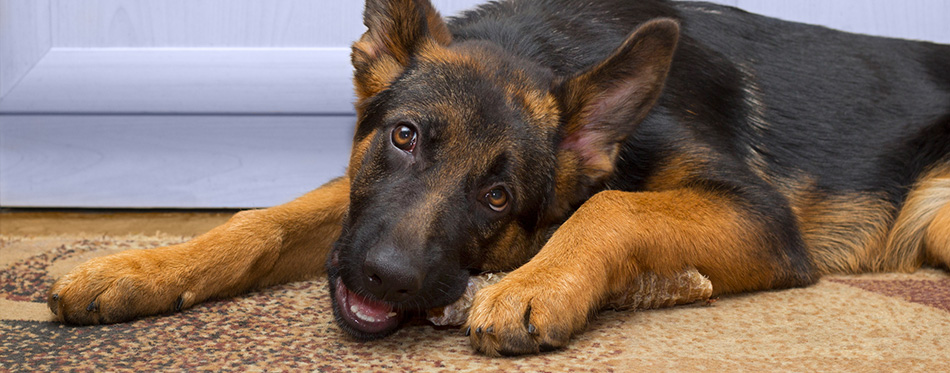 Shepherd dog puppy having a meal