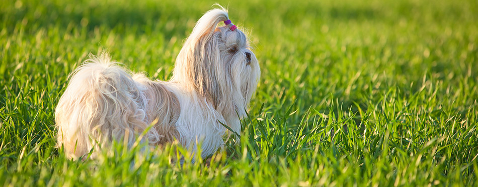 Shih tzu dog standing in the grass