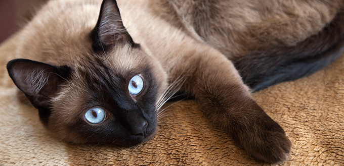 Siamese Cat