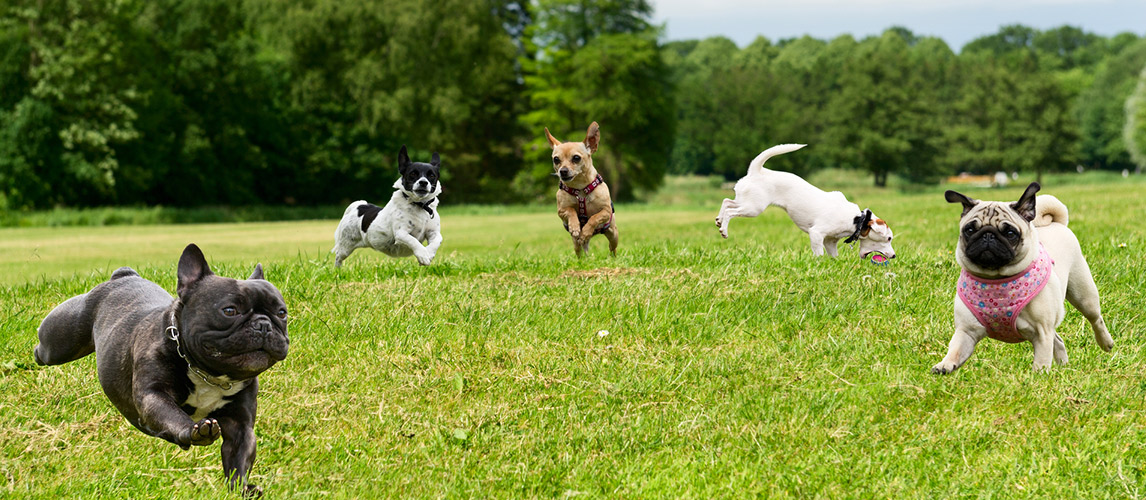 Small-Breeds-Dogs