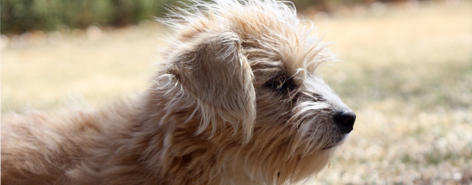 Small tan and white dog profile