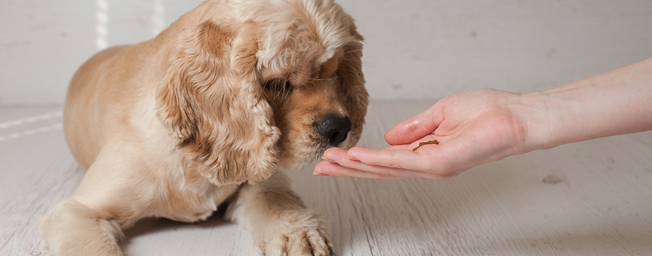 Spaniel dog eating food