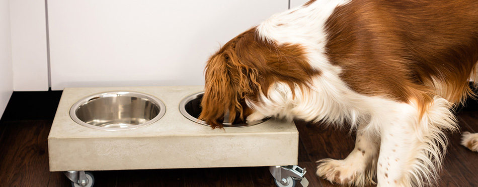 Spaniel eating dog food