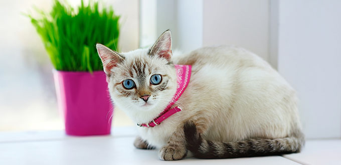Tabby point blue eyed kitten