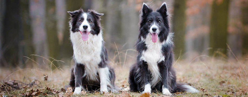 Two Border Collies