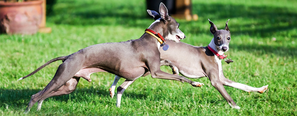 Two Greyhounds