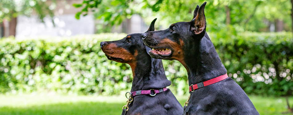 Two dobermans waiting for food
