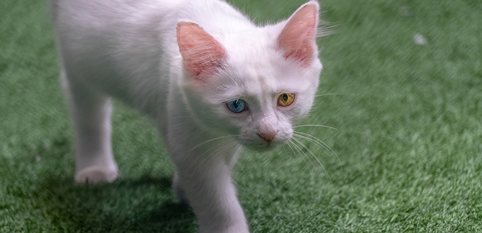 Van Cat walking on the grass