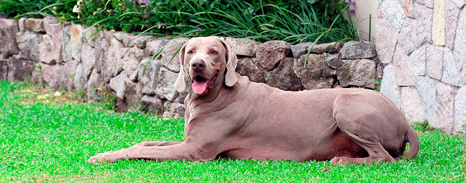 Weimaraner Dog