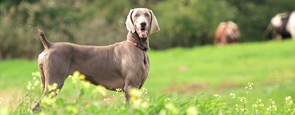 Weimaraner in action