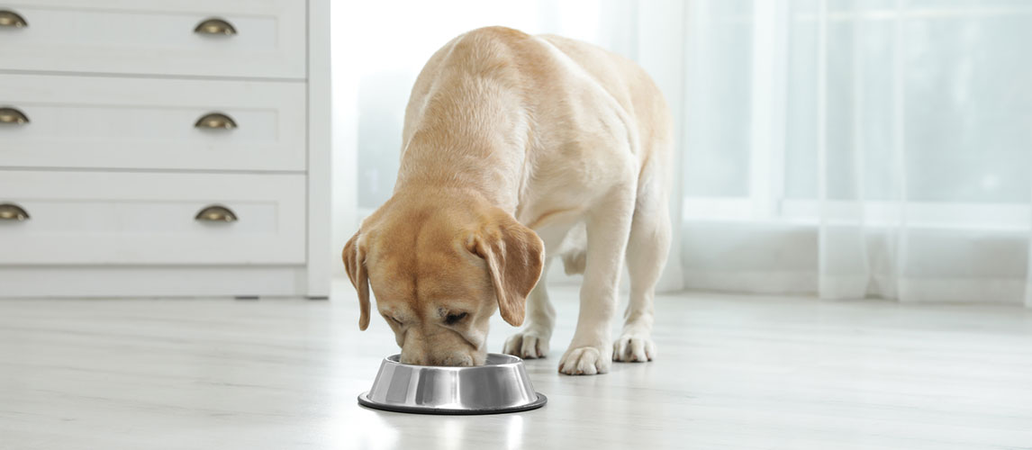 Wellness-Core-Dog-Food-Review