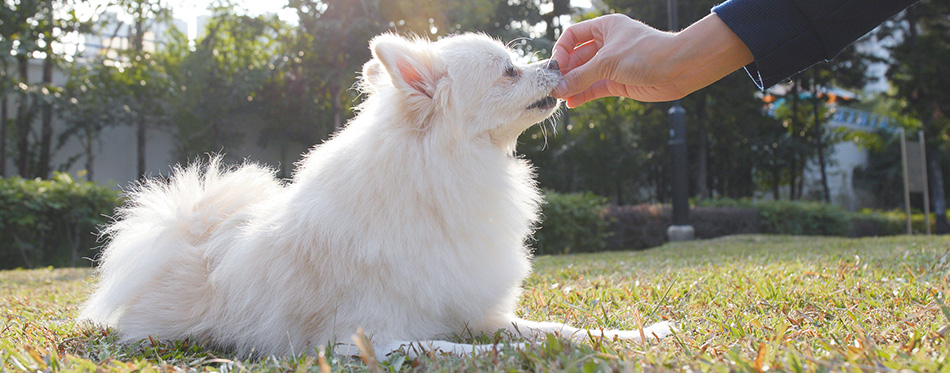 Woman feeding Pomeranian dog in park