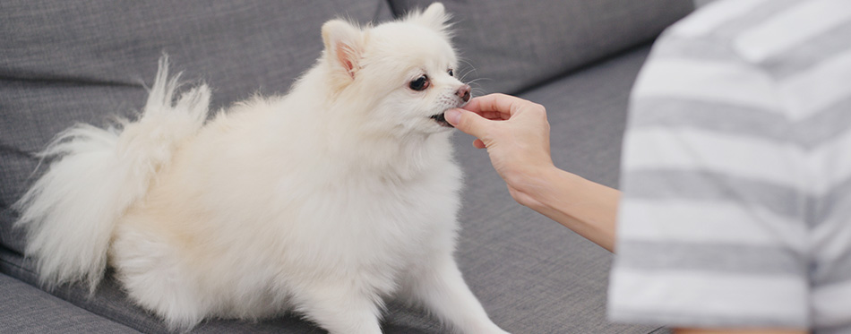 Woman feeding snack to her dog