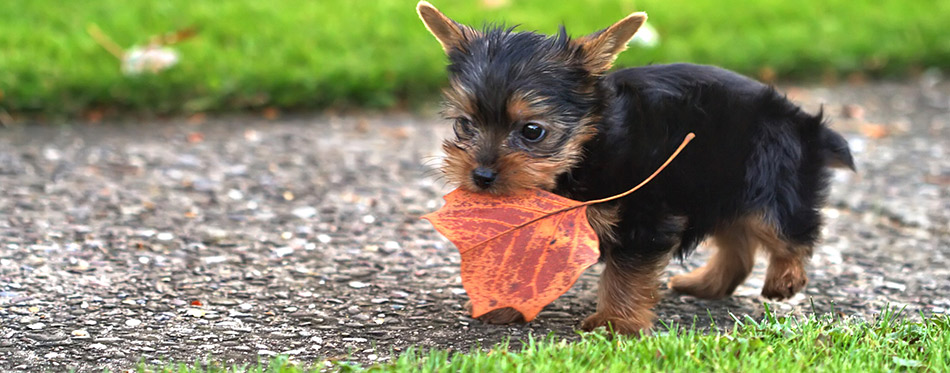 Yorkie Playing