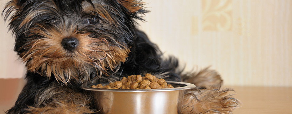 Yorky and food