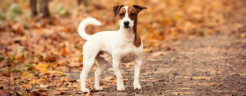 Young Jack Russell Terrier