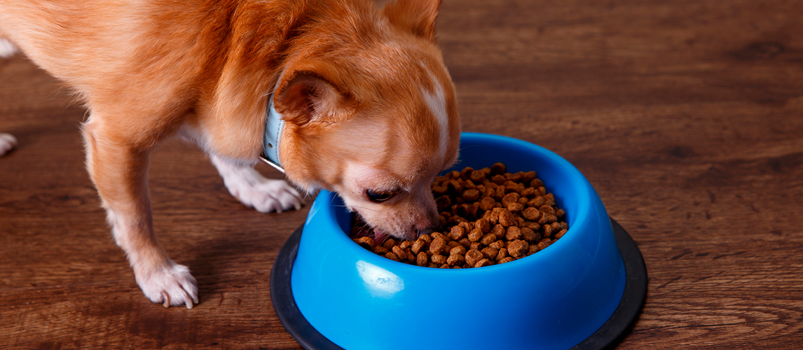 best dog food for my chihuahua