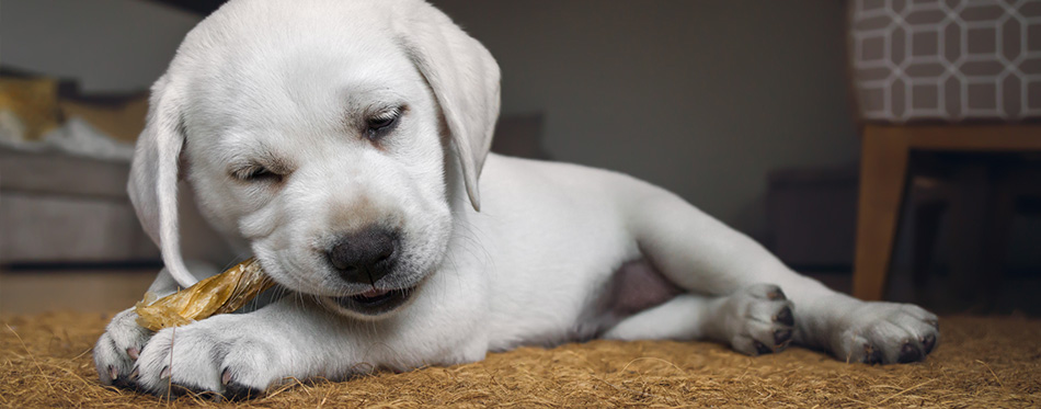 cute dog chewing