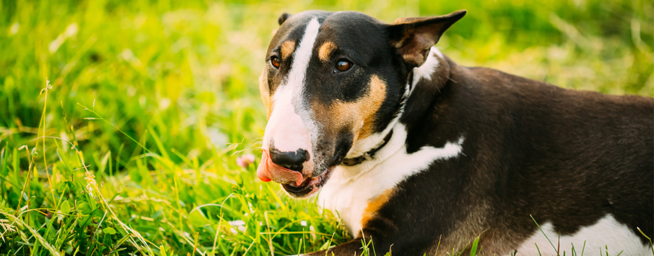 dog at the green grass