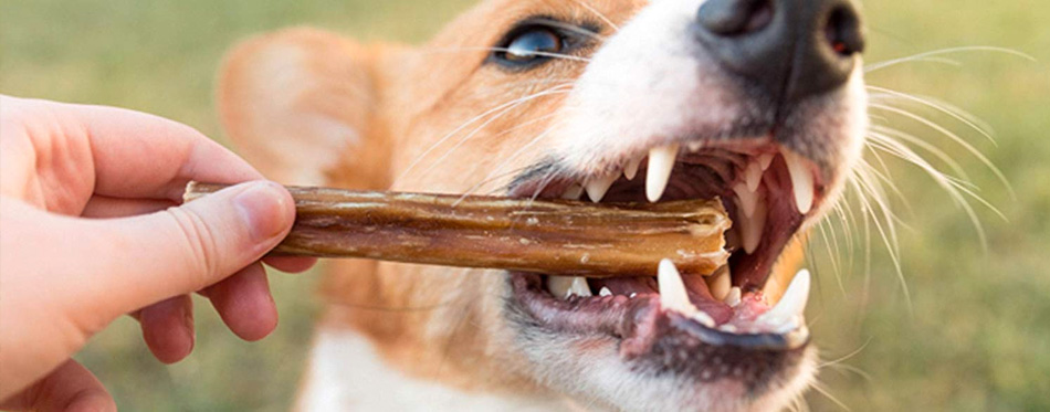 dog eating Bully sticks