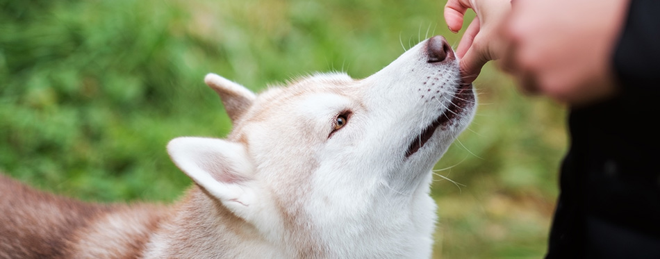 dog eating treat