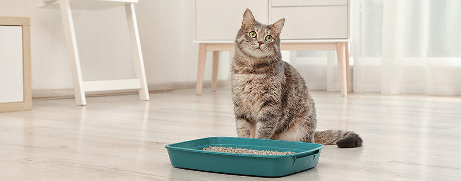 grey cat near litter box indoors