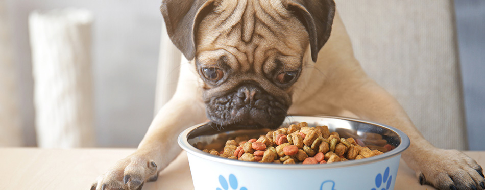 little pug eating food