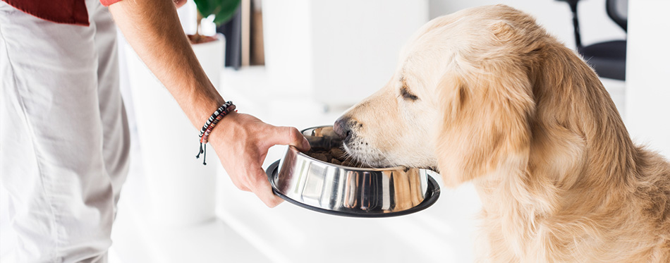 man feeding cute golden retriever dog