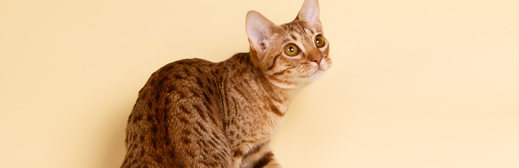 ocicat cat breed information, characteristics and facts