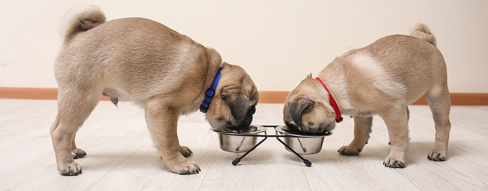 pug puppies eating at home