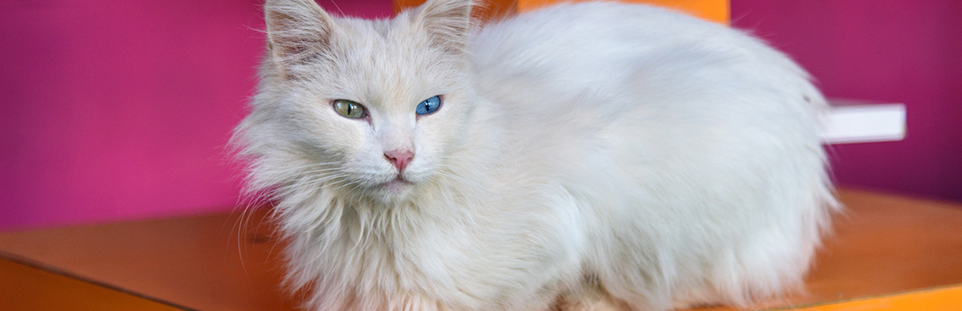van cat breed information, characteristics and facts